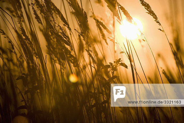 Detail von Weizen in einem Feld bei Sonnenaufgang