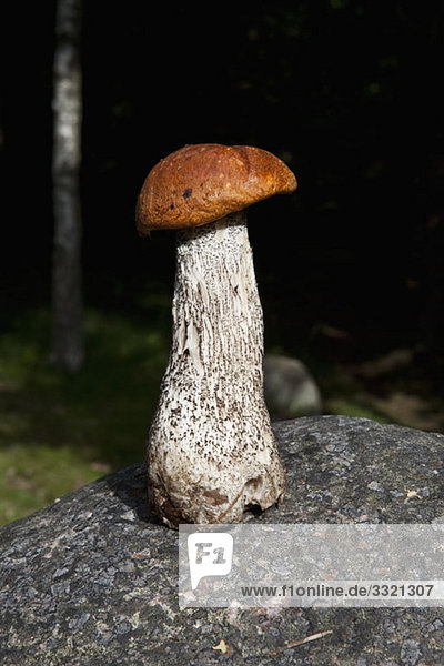 Ein auf einem Felsen stehender Pilz