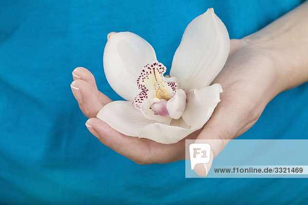Eine Frau hält eine Orchidee  Nahaufnahme der Hand