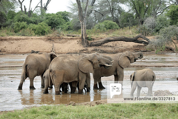 Elefantenherde (Loxodonta africana) an einer Wasserstelle  Samburu National Reserve  Kenia