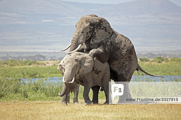 Afrikanische Elefanten (Loxodonta africana) bei der Paarung  Amboseli Nationalpark  Kenia