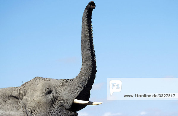 Afrikanischer Elefant (Loxodonta africana) hebt den Rüssel  Kenia  Close-up