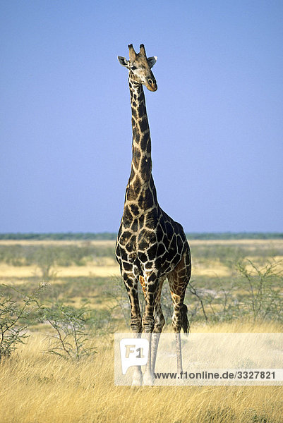 Giraffe (Giraffa camelopardalis) in der Savanne  Etosha-Nationalpark  Namibia