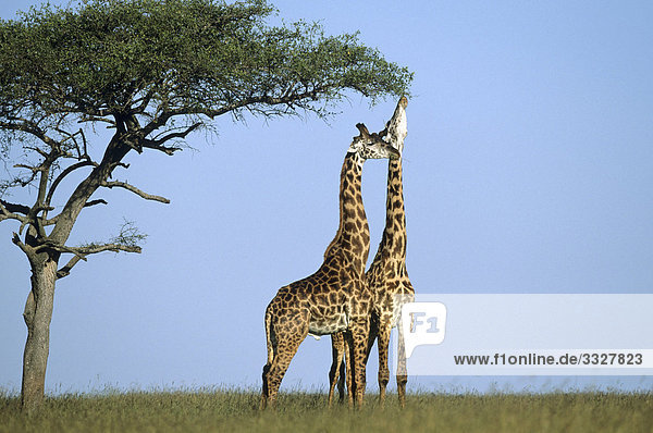 Zwei Giraffen (Giraffa camelopardalis) in der Savanne  Kenia