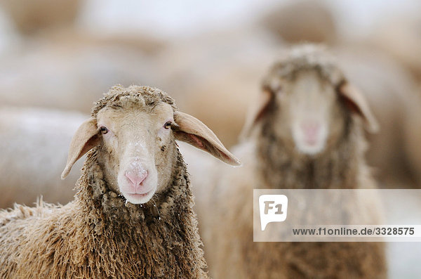 Zwei Schafe (Ovis aries),  Herde im Hintergrund,  Close-up