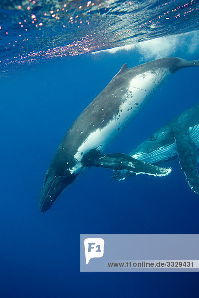 Behavior of Humpback whales