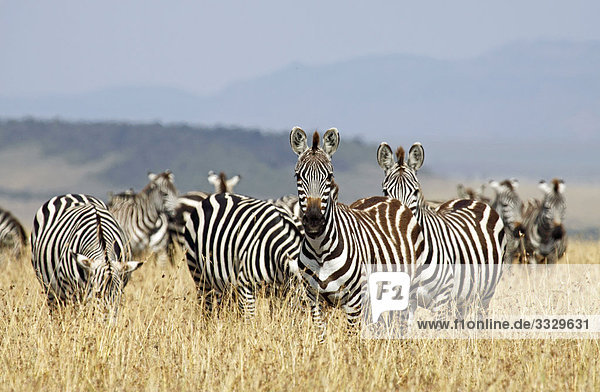 Steppenzebras (Equus quagga) im Gras stehend  Masai Mara National Reserve  Kenia