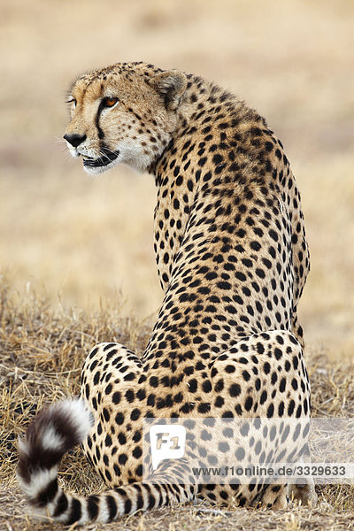 Gepard (Acinonyx jubatus) sitzend  Masai Mara National Reserve  Kenia  Rückansicht