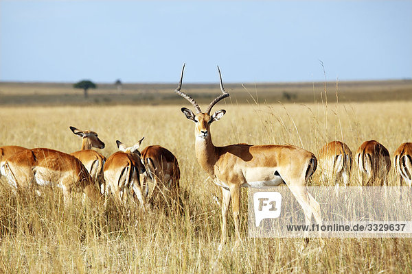 Impalas (Aepyceros melampus) grasend  Masai Mara National Reserve  Kenia