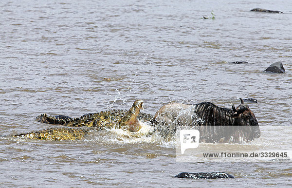 Krokodile (Crocodilia) jagen Streifengnu (Connochaetes taurinus) im Wasser  Masai Mara National Reserve  Kenia