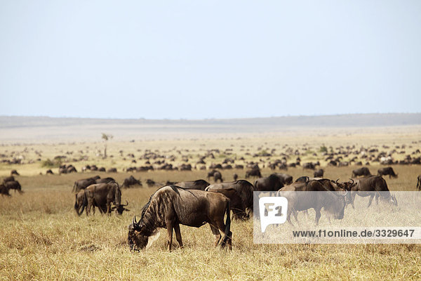 Gnuherde grasend  Masai Mara National Reserve  Kenia
