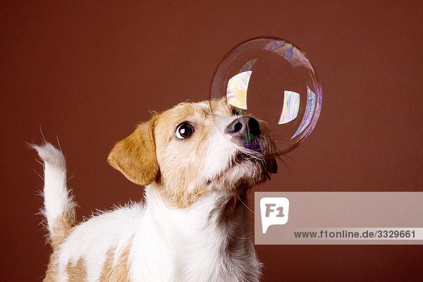 Terrier playing with a soap bubble  close-up