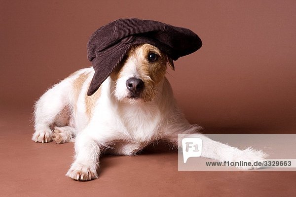 Terrier wearing a cap  portrait
