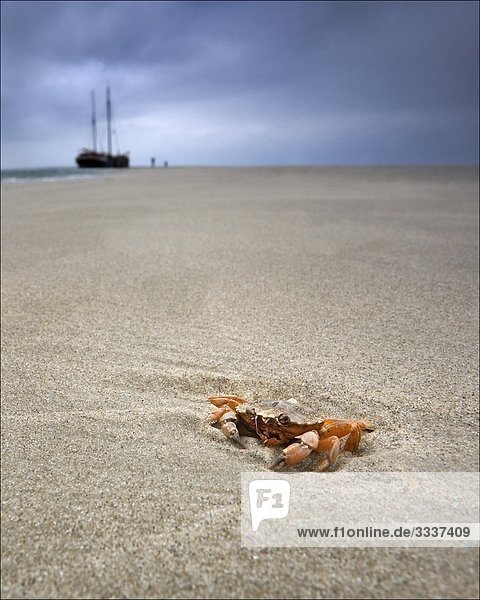 Krabbe am Strand der Nordsee mit einem Schiff im Hintergrund