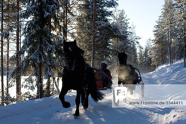 Ausbildung von Pferden in einem winterlichen Landschaft  Schweden.
