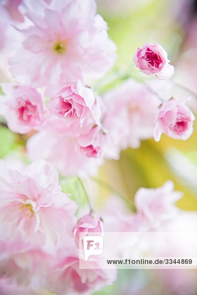Japanische Kirschblüte  Nahaufnahme  Schweden.