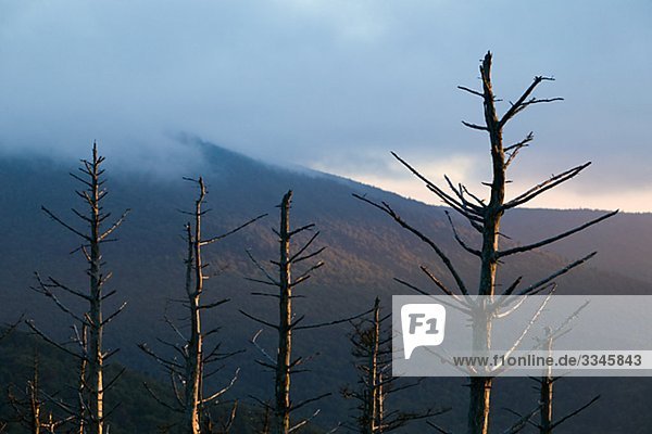 Pinienwald von Luftverschmutzung  Mount Mitchell State Park  North Carolina  USA getötet.