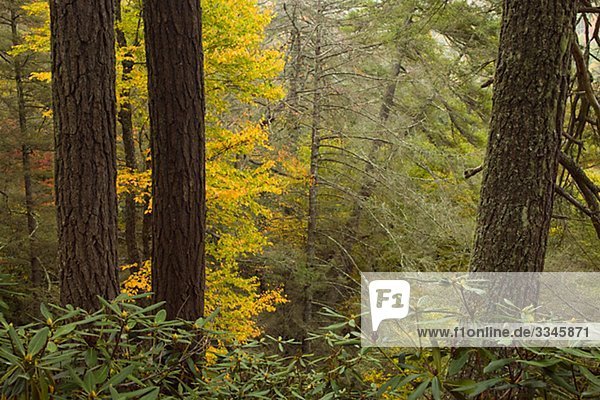 Ein Bergwald im Herbst  USA.