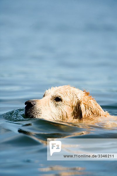 Ein Hund schwimmen  Stockholmer Schären  Schweden.