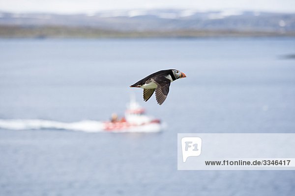 Ein fliegender Puffin  Norwegen.