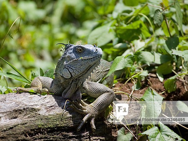 Iguana auf einem liegend Baumstamm  Costa Rica.