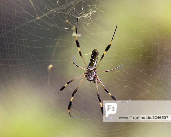 Eine Spinne in seine Net  Costa Rica.