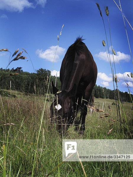 A black horse grazing  Sweden.
