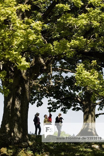 Five people standing under oak-trees  Sweden.