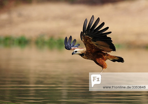 Schwarz-Kragen Hawk,  Pantanal,  Brasilien.
