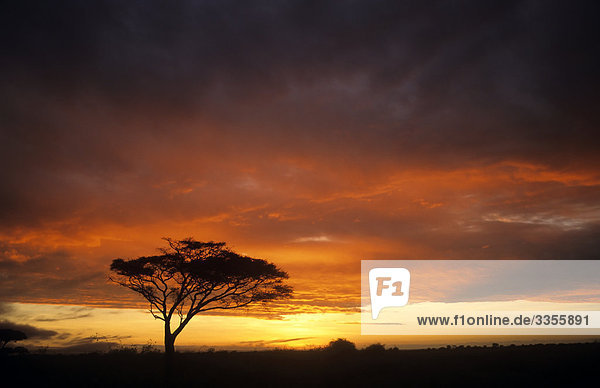 Schirmakazie im Sonnenuntergang  Kenia  Afrika