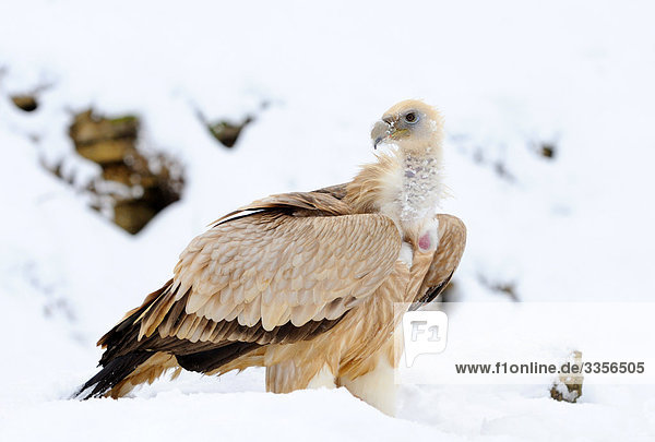 Griffon vulture (Gyps fulvus) in the snow,  Bavaria,  Germany
