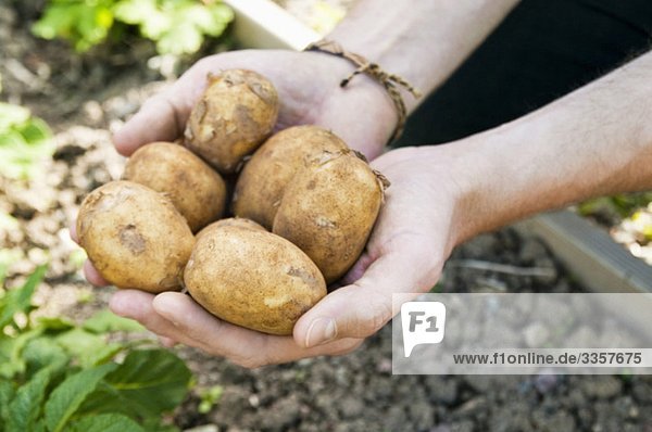 Mann hält Kartoffeln in Händen