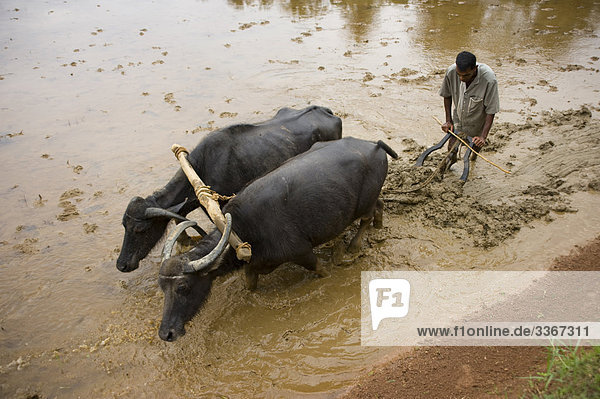 Sri Lankas  Asien  Pflug  Reisfeld  Wasser  Wasserbüffel  Rind  hart zu arbeiten  Bauer  Farmer  Mann  Viehzucht  Landwirtschaft  Reis  Plantage