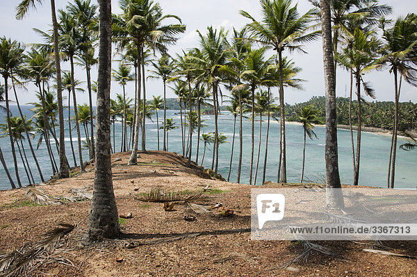 Sri Lanka  Asien  Halbinsel  Ansicht  Szene  Standort  außerhalb  Meer  Palmen  Wind  Sonne  Indischer Ozean  Landschaft  Palmen