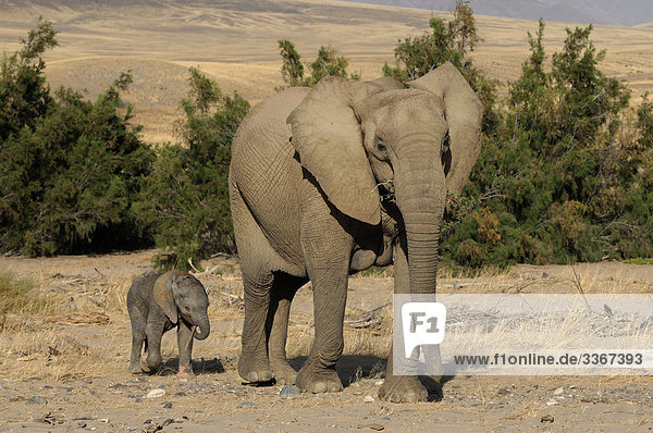 10863404  Desert Elephant  Loxodonta africana africana  Hoarusib River near Purros  Kaokoland  Kunene Region  Namibia  Africa  elephants  family  group  young  baby  fauna  landscape  animals