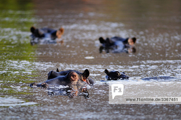Nilpferd  Hippopotamus Amphibius  Ulusaba Sir Richard Branson's Private Game Reserve  Sabi Sands Game Reserve  Mpumalanga  Südafrika  Nilpferd  Flusspferde  Tiere  Fluss  Wasser  Natur  fauna