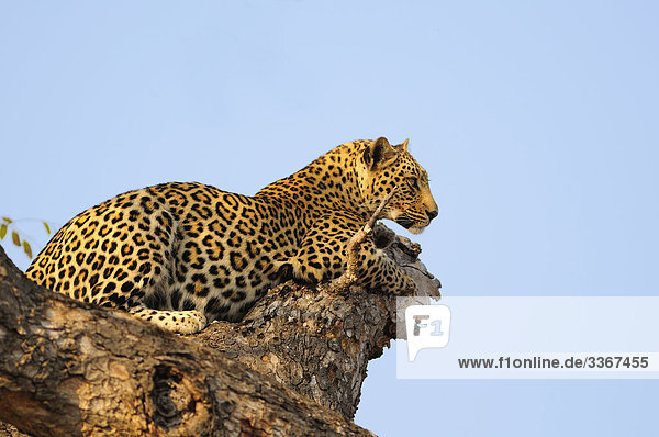 Leopard Panthera Pardus Ulusaba Sir Richard Branson's Private Game Reserve Sabi Sands Game Reserve Mpumalanga Südafrika Baum Cat liegend