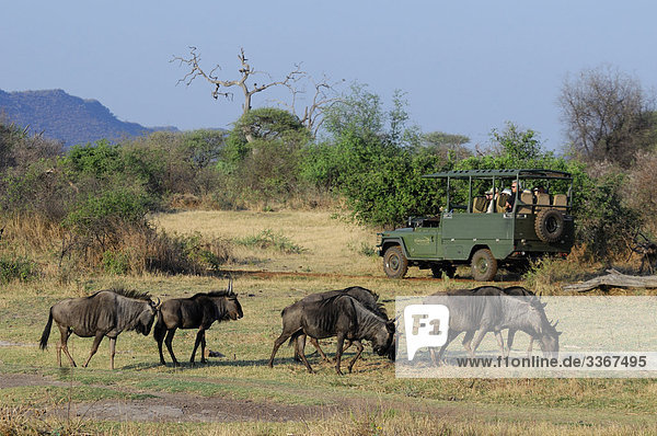 10863659  Black Wildebeest  Connochaetes gnou  Jaci's Tree Lodge  Madikwe Game Reserve  North West  South Africa  wild animals  savanna  nature  herd  safari  car  vehicle  tourists  people