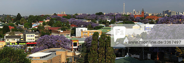 10863663  Johannesburg  Gauteng  South Africa  Hillbrow Tower  Jacaranda trees  bloom  flowering  roofs  overlook  overview  green  gardens  city