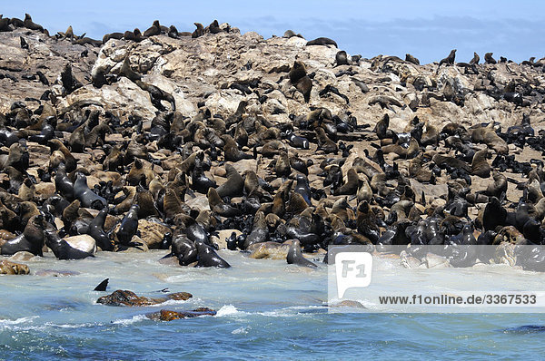 Cape Seebär  Arctocephalus Pusillus  Dyer Island  Walker Bay  Gansbaai  Western Cape  Südafrika  Dichtungen  Kolonie  Meer  Ozean  Wasser  Küste  Felsen  rock