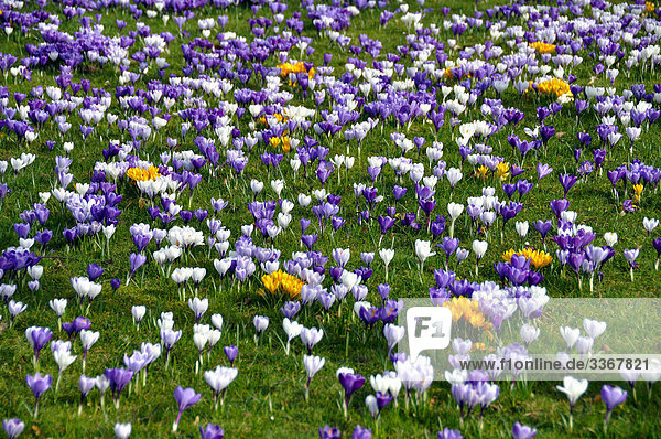 10864305  Husum  Hamburg  Germany  meadow  flowering  bloom  Colorful  colourful  spring  springtime  flowers  crocus  Nature