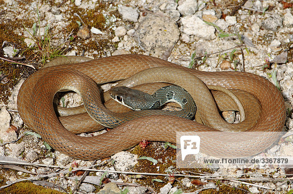 Waage - Messgerät Weitwinkel grau Schutz Tier Wildtier Gefahr Griechenland Reptilie Schlange Anatolien Balkan braun griechisch Türkei