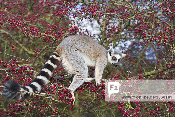 Ring tailed lebende Baum  in Gefangenschaft PR