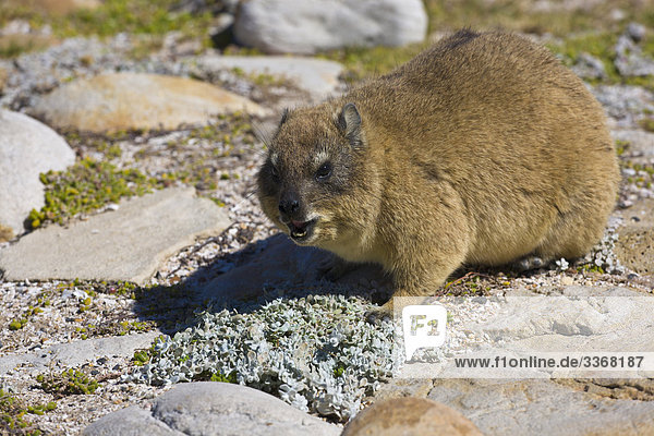 Hyrax  Dassie  Südafrika