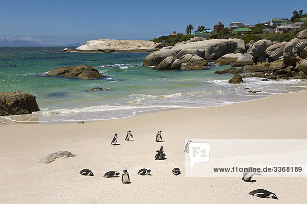 Pinguine am Boulders Beach  Simons Town  Südafrika