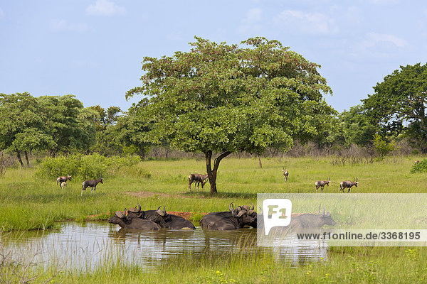 Buffalo im Wasser Pool  Syncerus Caffer  Private game Reserve  Südafrika