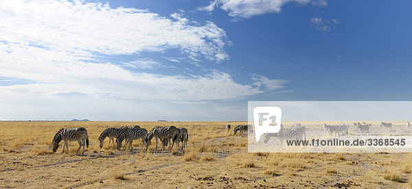 Zebra  Tiere  Tiere  Equus Burchelli  Etosha  Nationalpark  Region Kunene  Namibia  Afrika  Reisen  Natur