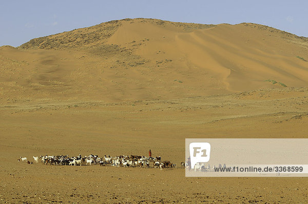 10867120  Himba  girl  goats  village  Serra Cafema  Wilderness Safaris  Kunene River  Kunene Region  Namibia  Africa  Travel  Nature  herd  desert