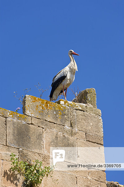 Europäischen Weißstorch  Rabat  Marokko