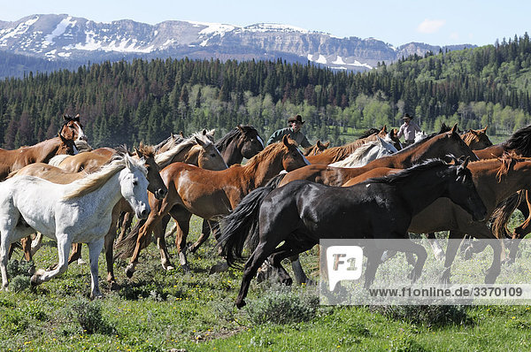 10872553  Cowboys  Horse Roundup  Flying A Ranch  Guest Ranch  Bondurant  Wyoming  USA  hills forest  herd  horses